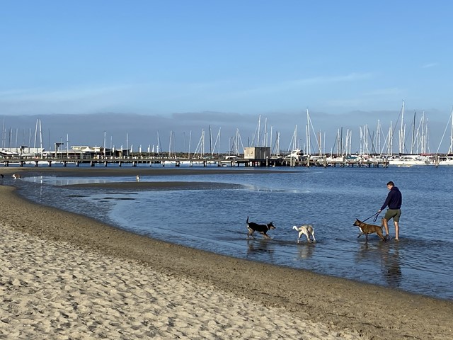 Sandringham Harbour Dog Off Leash Beach (Sandringham)