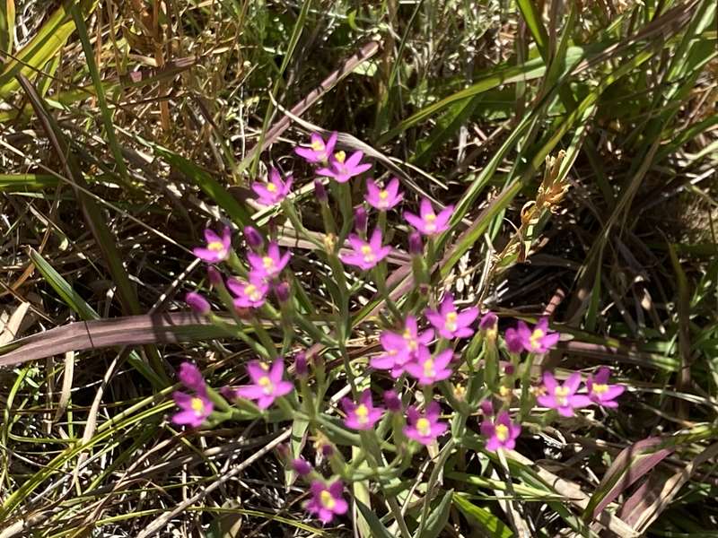 Scenic Estate Conservation Reserve (Phillip Island)