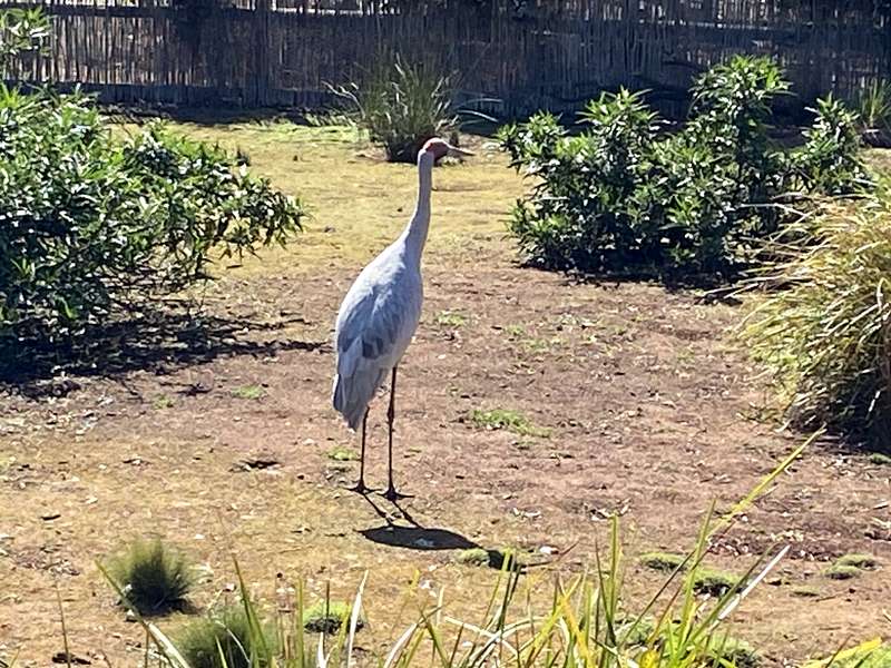 Serendip Sanctuary (Lara)