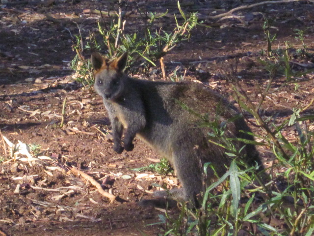 Serendip Sanctuary, Lara