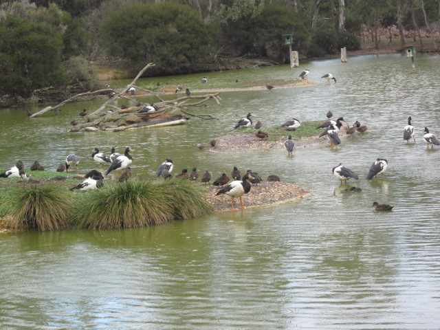 Serendip Sanctuary