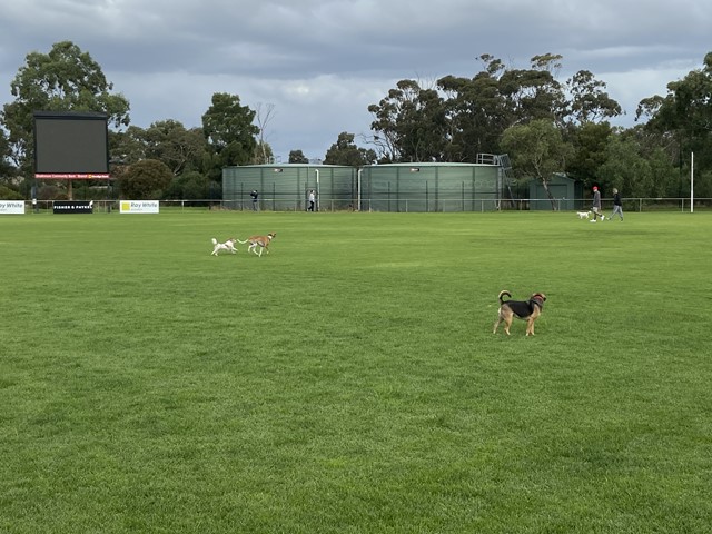 Sewell Reserve Dog Off Leash Area (Glenroy)