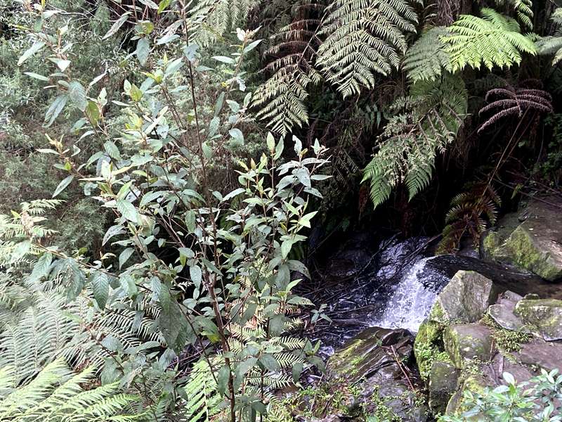 Sherbrooke Falls Loop Walk via Ridge Track (Tecoma)