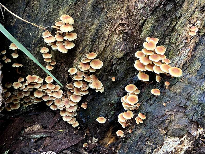 Sherbrooke Falls Loop Walk via Ridge Track (Tecoma)
