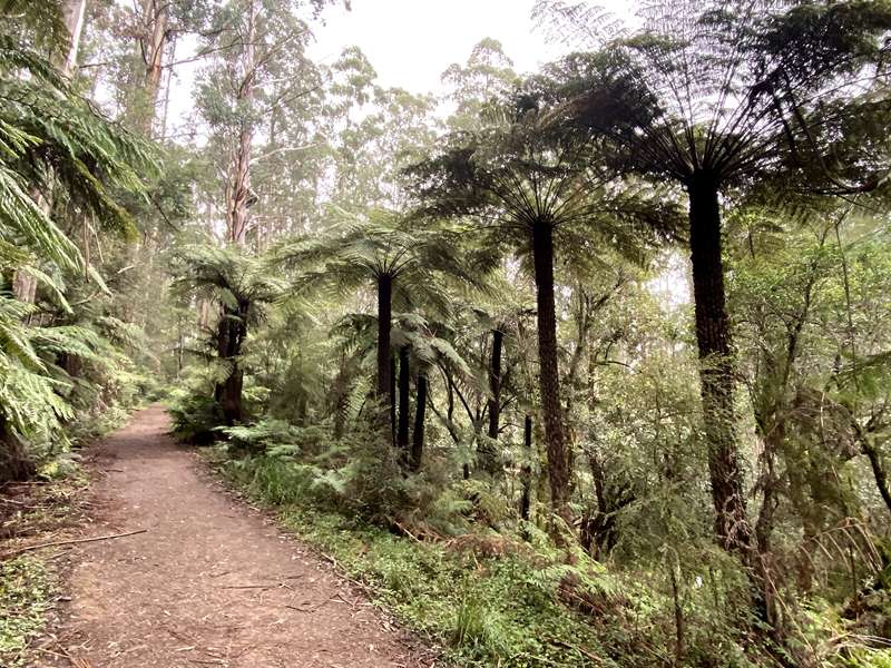 Sherbrooke Falls Loop Walk via Ridge Track (Tecoma)