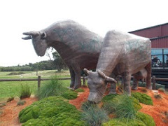 Big Cows, Phillip Island