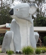 Big Koala, Phillip Island
