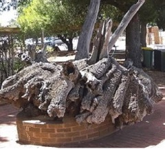 Big Mallee Root, Ouyen