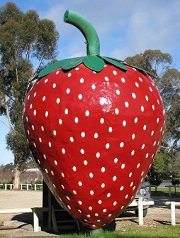 Big Strawberry, Koonoomoo