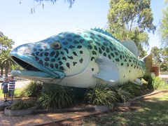 Giant Murray Cod, Swan Hill