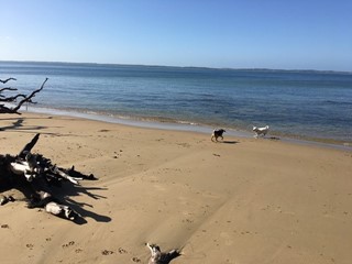 Somers Beach Dog Off Leash East Area (Somers)