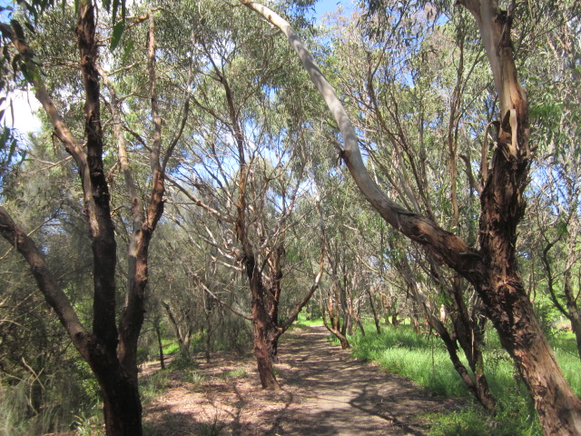 Somers Koala Reserve (Somers)