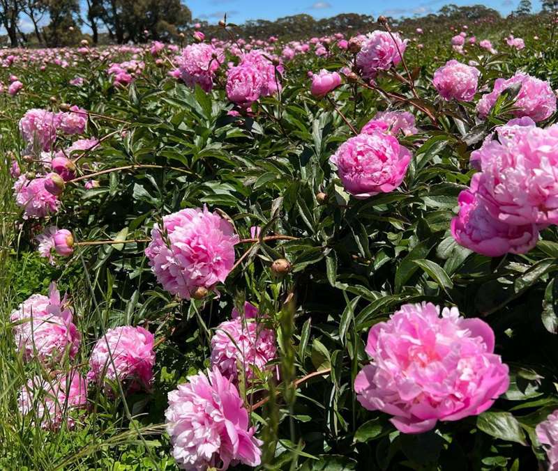 Spring Hill Peony Farm