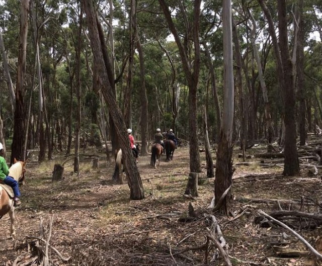 Spring Hill - Silver Brumby Trails