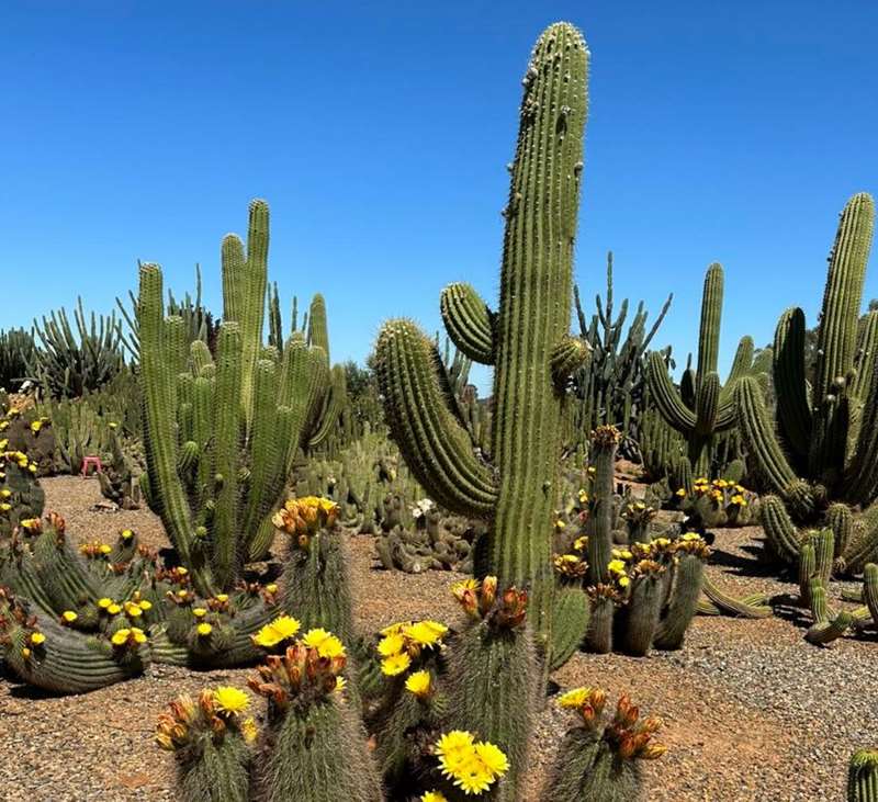Strathmerton - Cactus Country