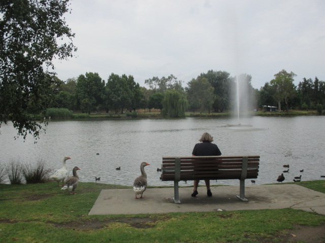 Wodonga - Sumsion Gardens (Belvoir Park)