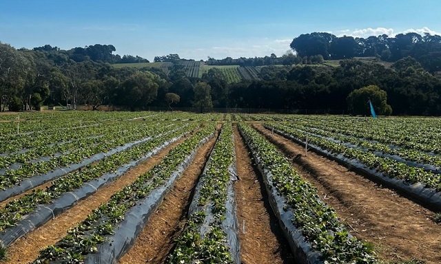 Rocky Creek Strawberry Farm (Main Ridge)