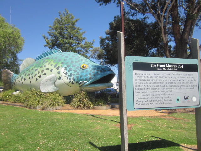 The Giant Murray Cod