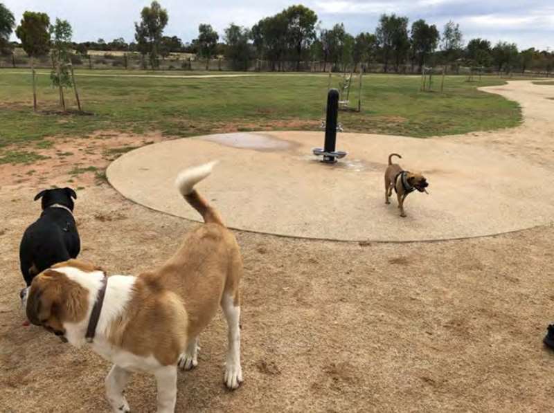 Swan Hill Fenced Dog Park (Steggall Park)