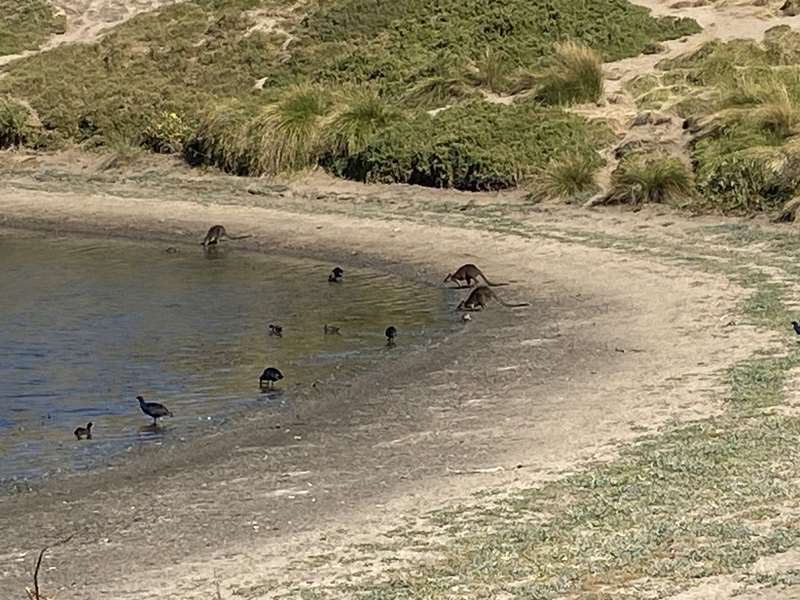 Swan Lake Walk (Phillip Island)