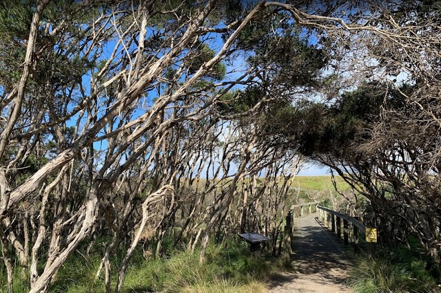 Swan Lake Walk (Phillip Island)