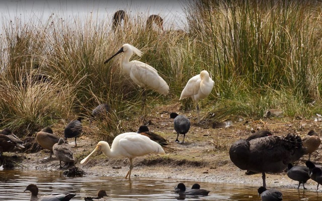 Swan Lake Walk (Phillip Island)