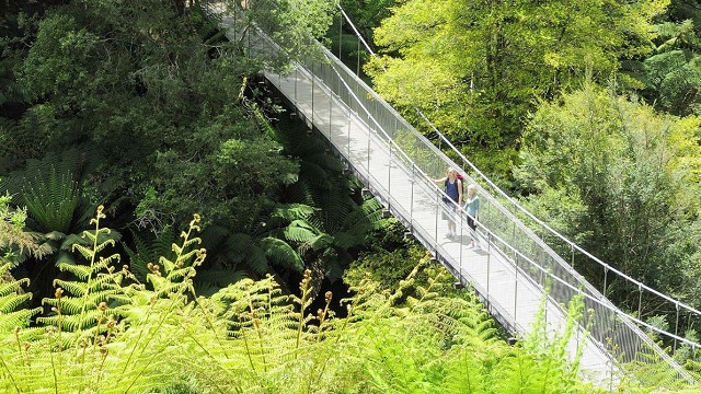 Tarra Bulga National Park