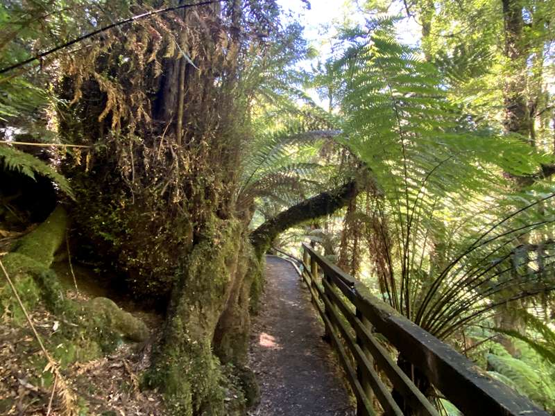 Tarra Valley - Cyathea Falls