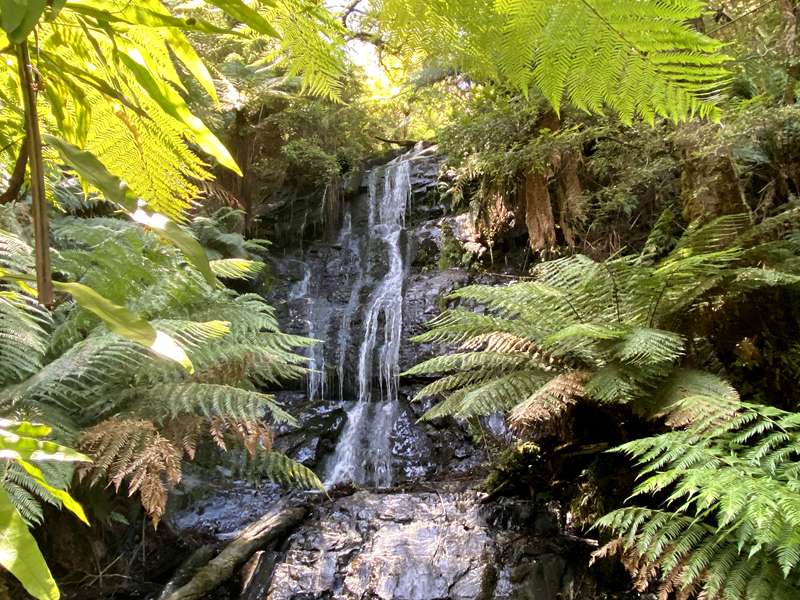Tarra Valley - Cyathea Falls
