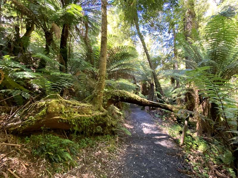 Tarra Valley - Cyathea Falls