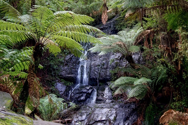 Tarra Valley - Cyathea Falls