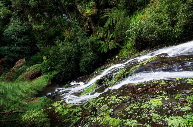 Tarra Valley - Tarra Falls