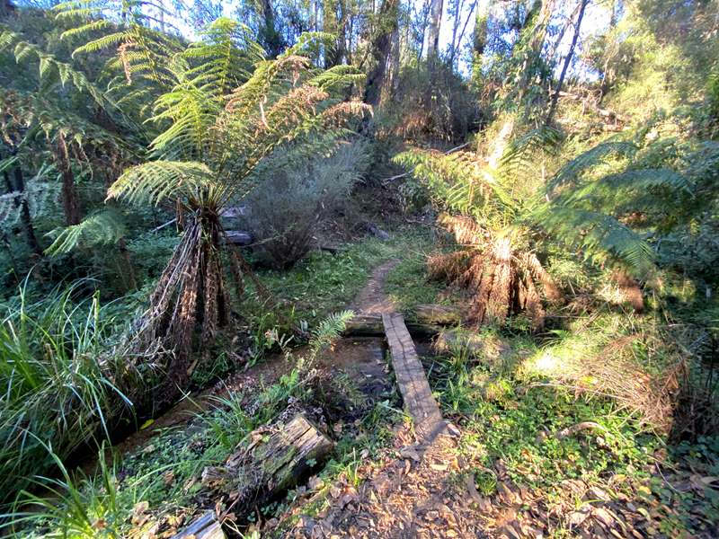 Tawonga South - Junction Creek Nature Walk
