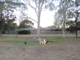 Terrara Park Dog Off Leash Area (Vermont South)