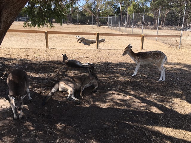 The Big Goose Adventure Park and Animal Farm (Moorooduc)