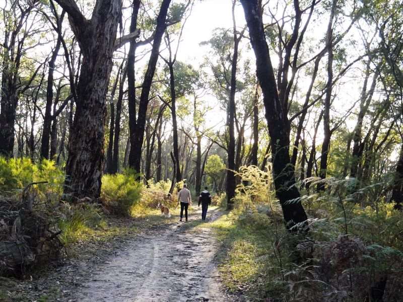 The Gurdies Nature Conservation Reserve (The Gurdies)