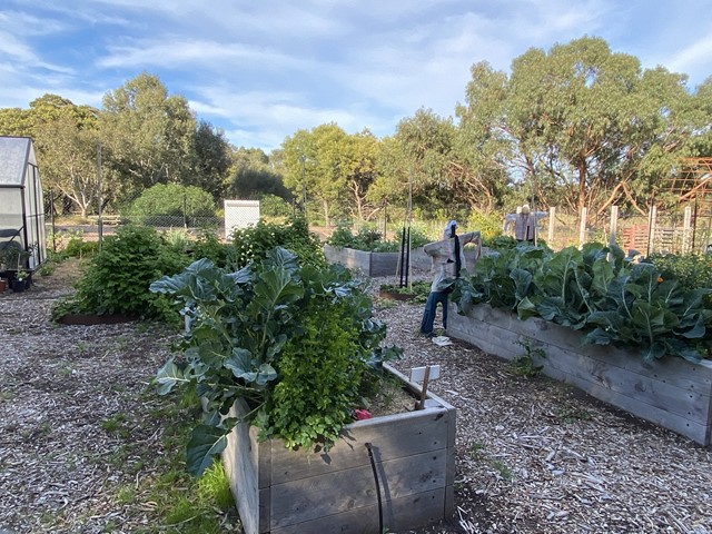 The Hive Community Garden (Braeside)