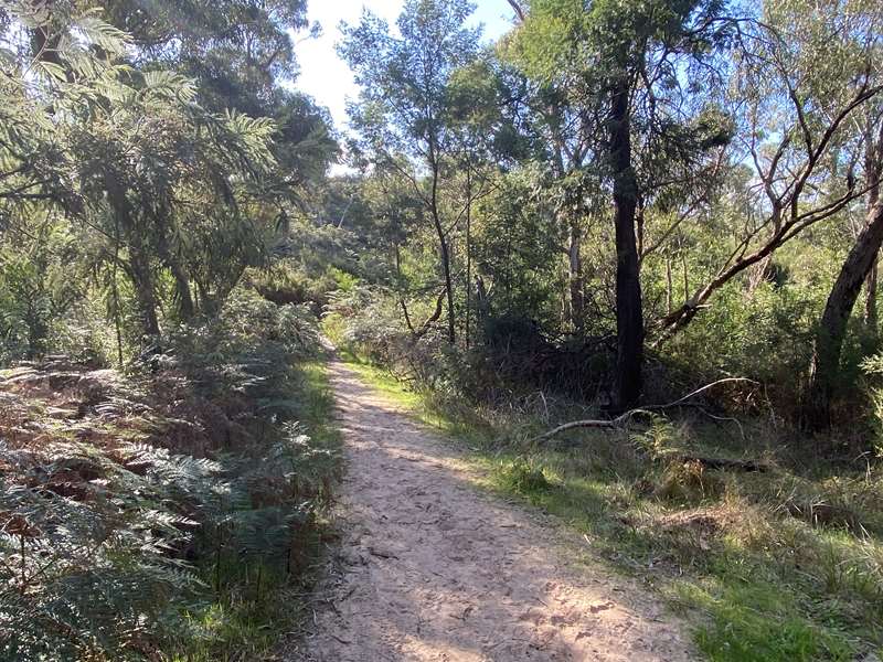 The Pines Flora and Fauna Reserve (Frankston North)