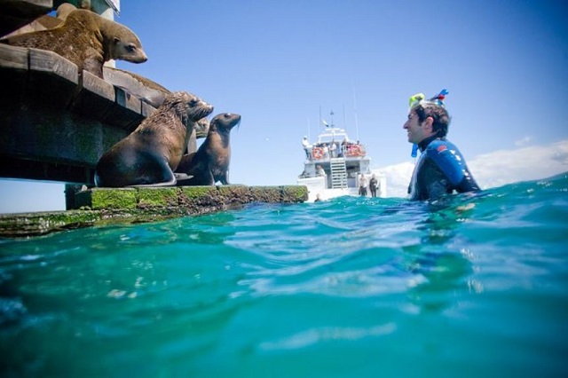 Mornington Peninsula Dolphin and Seal Cruise (Sorrento)