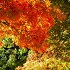 View Event: 15 Best Places to See Autumn Leaves in Victoria