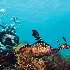 View Event: Bayplay Adventure Tours (Portsea)