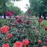 View Event: Benalla Botanical Gardens
