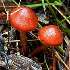 View Event: Victoria's Best Fungi Walks: 25 Amazing Forest and Rainforest Walks
