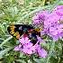 View Event: Blackwood - The Garden of St Erth