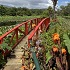 View Event: Blue Lotus Water Garden (Yarra Junction)