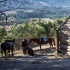 View Event: Chum Creek Horseriding & Huts (Chum Creek)