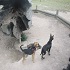 View Event: Fenced Dog Parks in Melbourne and Regional Victoria