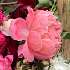View Event: Kerrie - Romswood Peony Farm