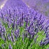 View Event: Shepherds Flat - Lavandula Swiss Italian Farm