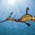 View Event: Moonraker Dolphin Swims (Sorrento)